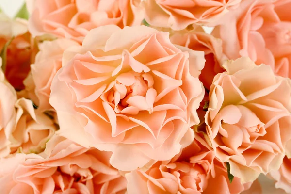 Bouquet of beautiful roses — Stock Photo, Image