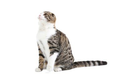 Aile içi güzel kedi