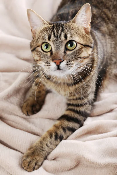 Gato bonito em xadrez — Fotografia de Stock