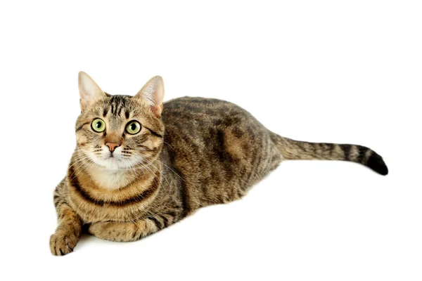 Красивая кошка, изолированная — стоковое фото