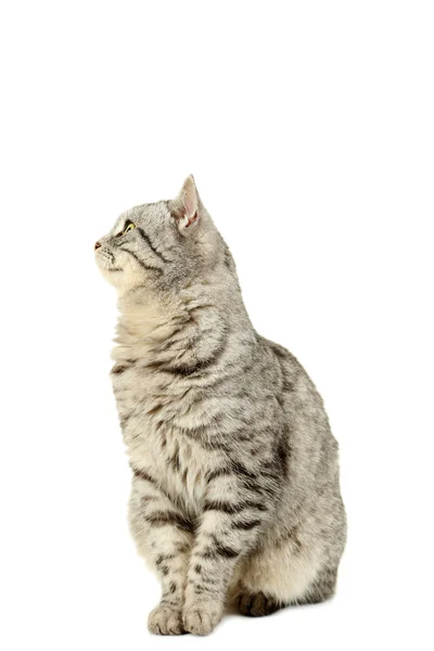 แมวที่สวยงามโดดเดี่ยว — ภาพถ่ายสต็อก