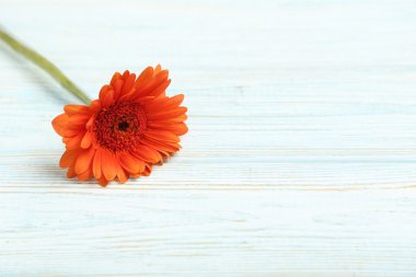 Turuncu Kasımpatı çiçeği