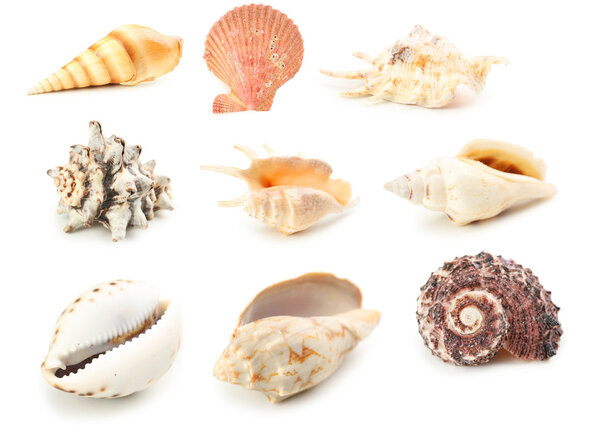 beautiful sea shells