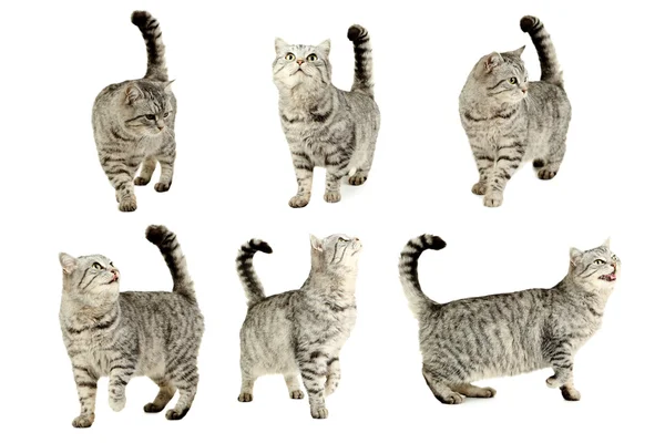 Vackra katter collage — Stockfoto