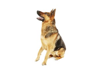 Alman çoban köpeği.