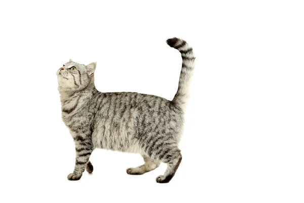 Mooie binnenlandse kat — Stockfoto