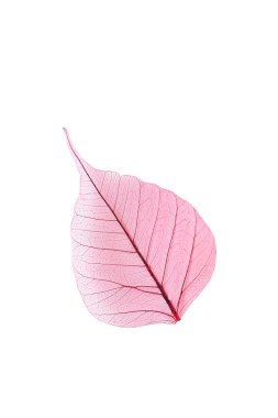 İskelet pembe yaprak 