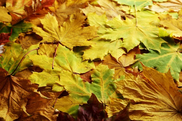 Hojas de otoño fondo — Foto de Stock