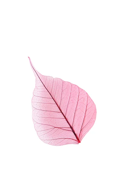 Esqueleto folha rosa — Fotografia de Stock