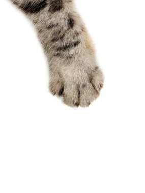 Cat paw on white  clipart