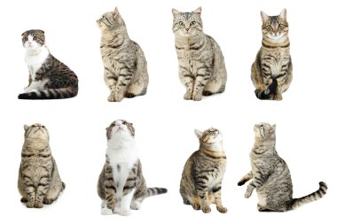 Güzel cats kolaj