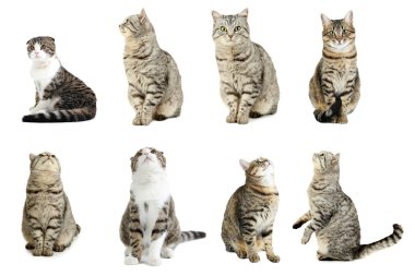 Beautiful cats collage