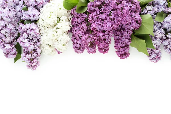 Hermosas flores lila —  Fotos de Stock