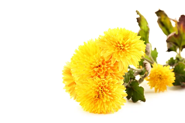 Букет из цветков хризантемы — стоковое фото