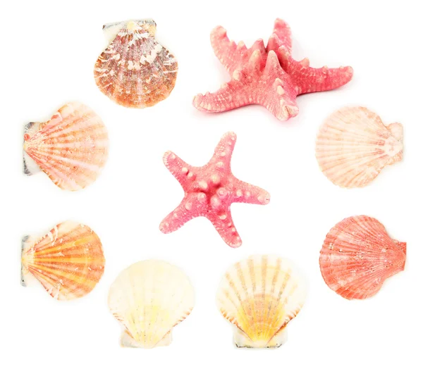 Collage di conchiglie marine — Foto Stock