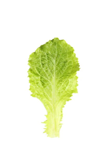 Friss saláta saláta — Stock Fotó