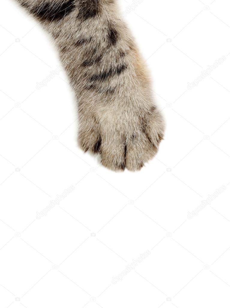 Jogo de gatinho branco imagem de stock. Imagem de patas - 240469143