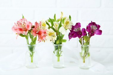 Güzel alstroemeria çiçek 