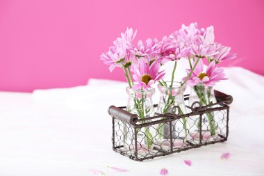 pembe kasımpatı çiçekleri 