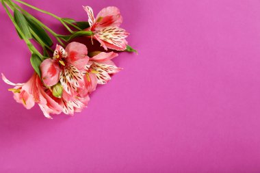 Güzel alstroemeria çiçek 