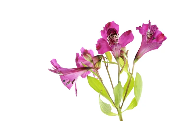 Alstroemeria blommor på vit — Stockfoto