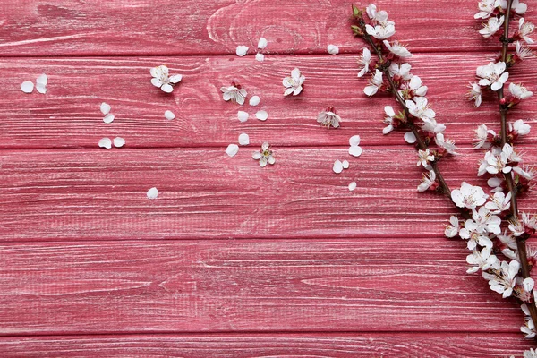 çiçekli ağaç dalları 