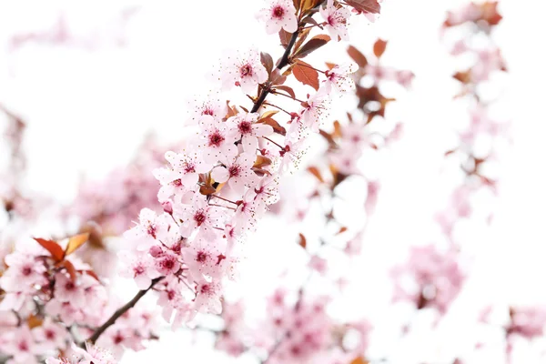 Kwitnące drzewo z różowe kwiaty — Zdjęcie stockowe