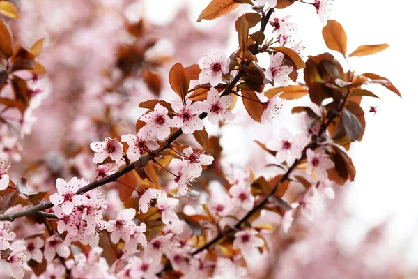 Bloeiende boom met de roze bloemen — Stockfoto