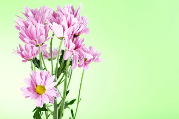 Rosa chrysanthemum blommor — Stockfoto