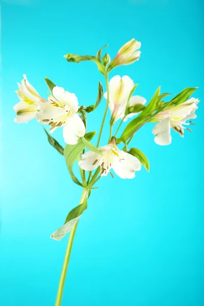 Vackra alstroemeria blommor — Stockfoto