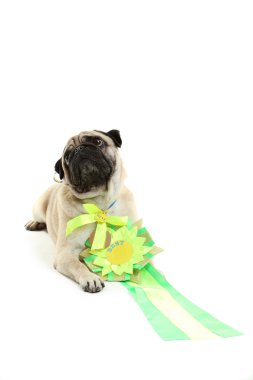 komik pug köpek 