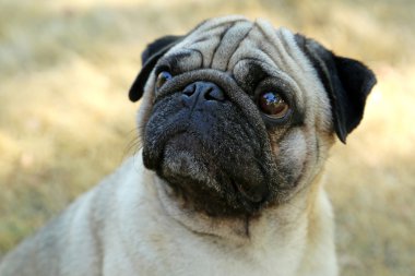 komik pug köpek