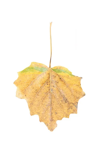 Dry autumn leaf — Stock Photo, Image