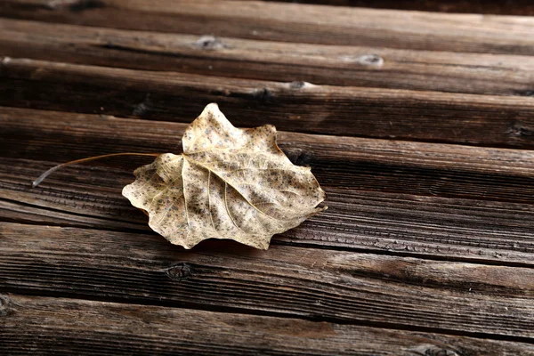 Hoja seca de otoño — Foto de Stock