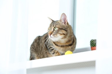 Güzel kedi kenarında yalan