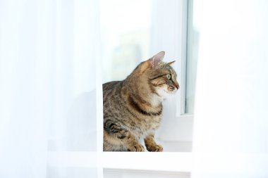 Kedi pencere eşiğinde yatıyor.