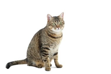 Güzel kedi. Yaklaş.