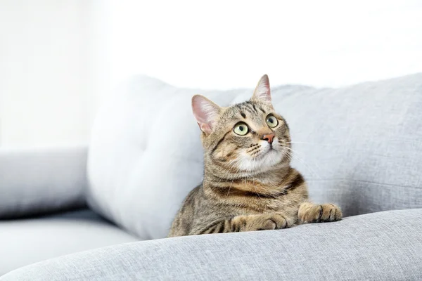 Gyönyörű macska a szürke kanapé — Stock Fotó