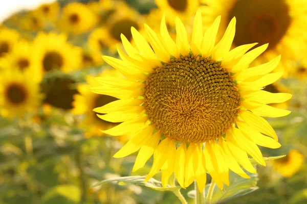Gele zonnebloemen in veld — Stockfoto