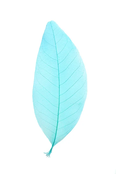 Blue skeleton leaf — Stock Photo, Image