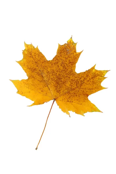 Autumn orange  leaf — Stock Photo, Image
