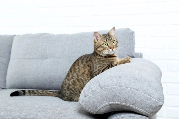 Katze liegt auf Sofa — Stockfoto