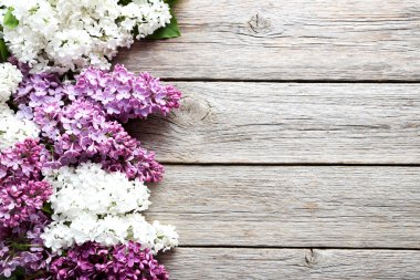 Çiçek açan leylak çiçekleri