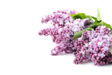 Çiçek açan leylak çiçekleri