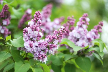 Çiçek açan leylak çiçekleri