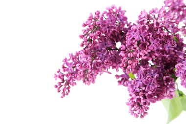 Çiçek açan leylak çiçekleri