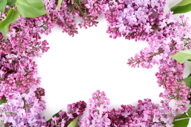 Çiçek açan leylak çiçekleri