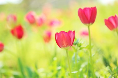 Bahçedeki kırmızı laleler