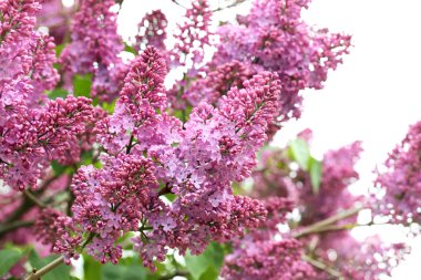 Çiçek açan leylak çiçekleri