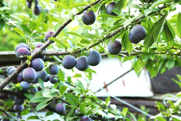 Ameixas maduras no ramo da árvore — Fotografia de Stock